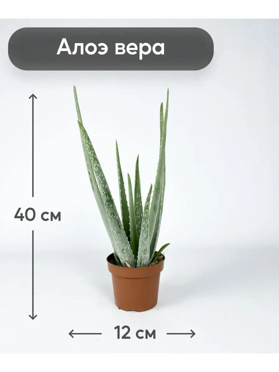Комнатные Растения Алоэ Вера 12/40 Цветочный город 131475350 купить в  интернет-магазине Wildberries
