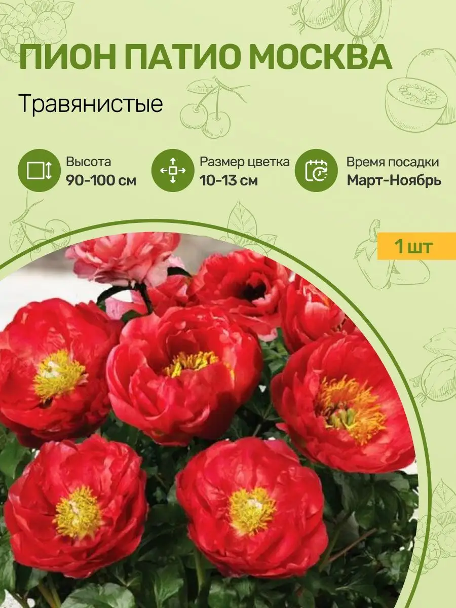 Пионы Саженцы Посадика 132129837 купить за 1 060 ₽ в интернет-магазине  Wildberries