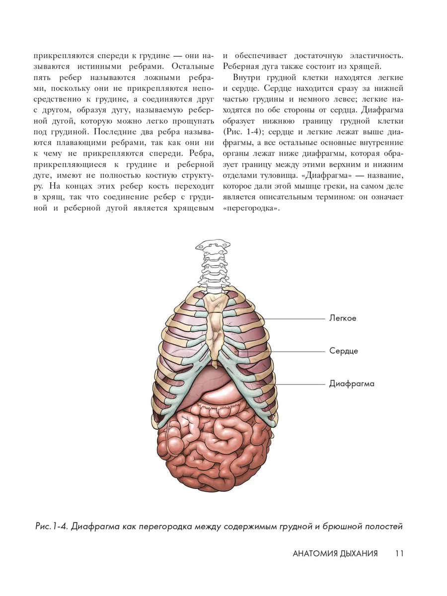 МЕДПРОФ / Анатомия голоса. Иллюстрированное руководство Эксмо 132360068  купить за 1 499 ₽ в интернет-магазине Wildberries