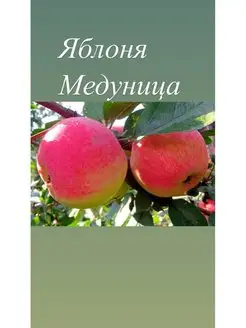 Саженцы яблони посадочный материал 132849099 купить за 628 ₽ в интернет-магазине Wildberries