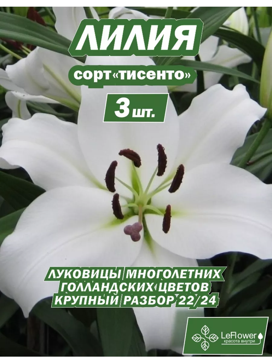 Лилия Луковица, Тисенто, 3 шт Leflower 133665924 купить в интернет-магазине  Wildberries