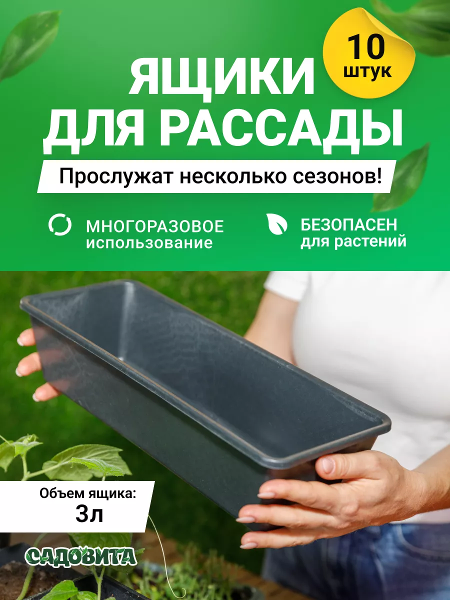 Как и когда сажать чеснок под зиму в 2024 году: сроки, пошаговая инструкция и секреты посева