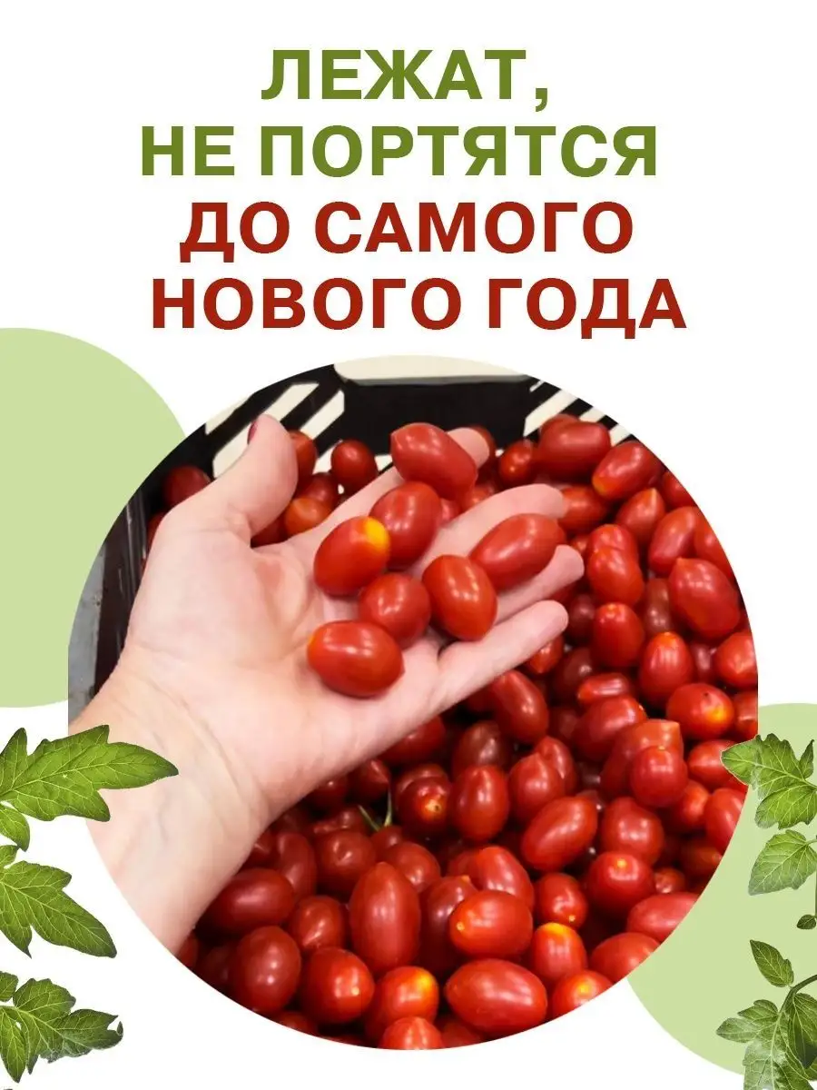 Семена томатов Тайские красные огород на балконе помидоры Фабрика  Натуральных Продуктов 134531720 купить за 174 ₽ в интернет-магазине  Wildberries