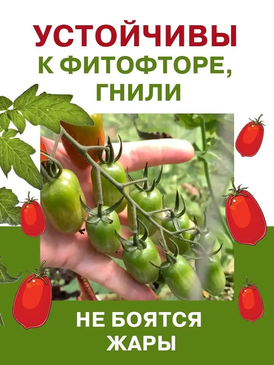 Семена томатов Тайские красные огород на балконе помидоры Фабрика  Натуральных Продуктов 134531720 купить за 174 ₽ в интернет-магазине  Wildberries