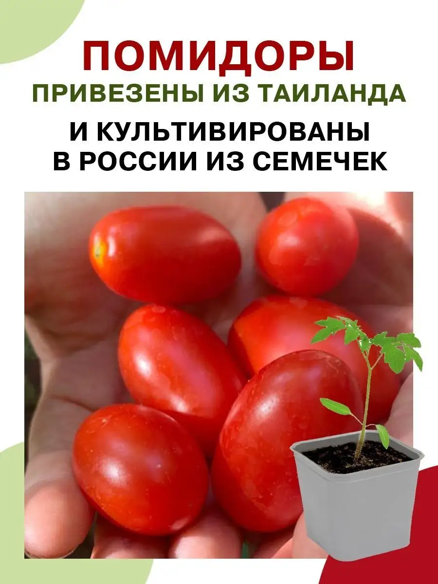 Семена томатов Тайские красные огород на балконе помидоры Фабрика  Натуральных Продуктов 134531720 купить за 174 ₽ в интернет-магазине  Wildberries