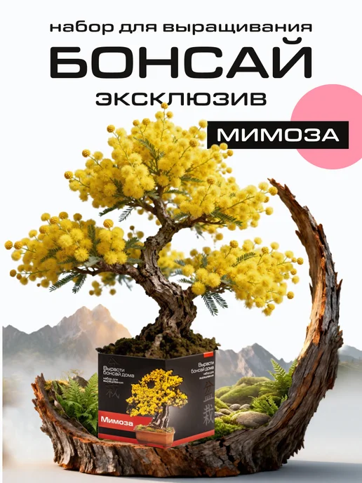 ЭкоКлуб Набор для выращивания растений бонсай Мимоза, вариант