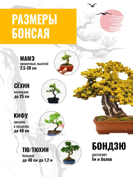 ЭкоКлуб Набор для выращивания растений бонсай Мимоза, вариант, фото 4