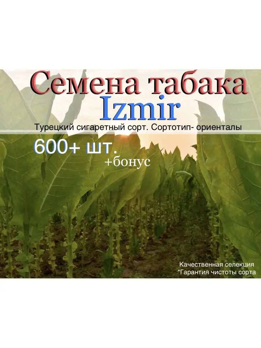 Семена табака курительного Izmir (600+ шт.) Masloff-tobacco 135147576  купить за 131 ₽ в интернет-магазине Wildberries