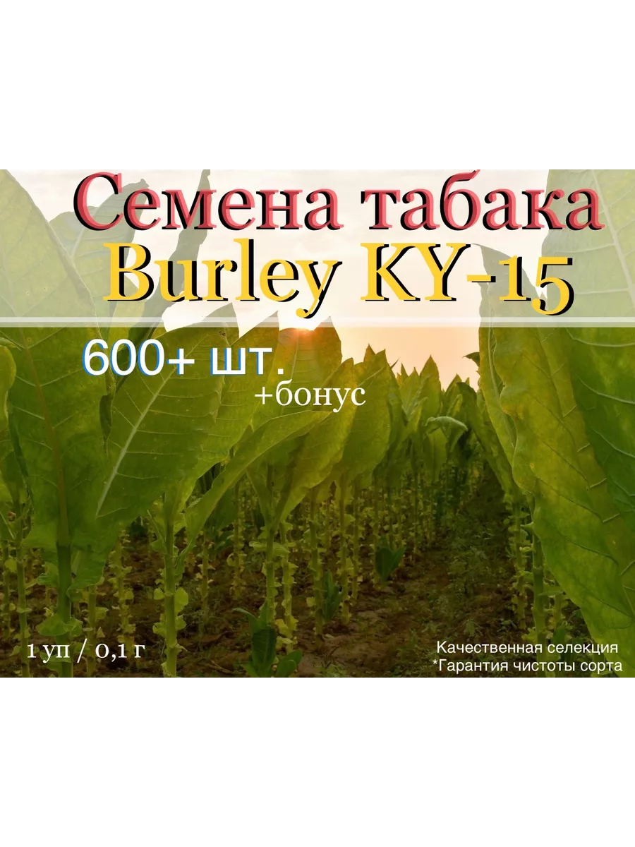 Семена табака курительного Burley KY-15 (600+ шт.) Masloff-tobacco  135147578 купить за 146 ₽ в интернет-магазине Wildberries