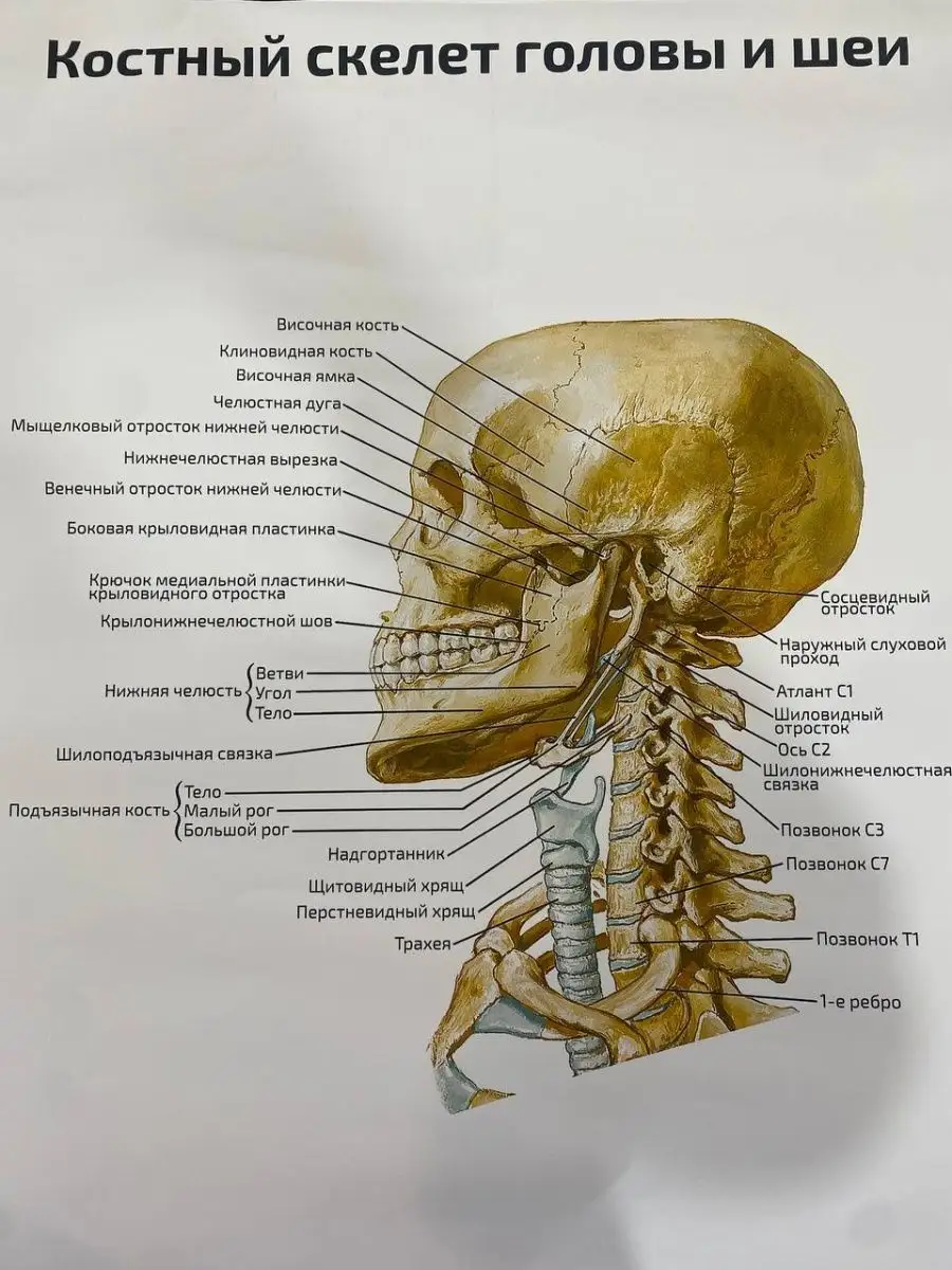 Череп иллюстрации : нормальная анатомия | e-Anatomy