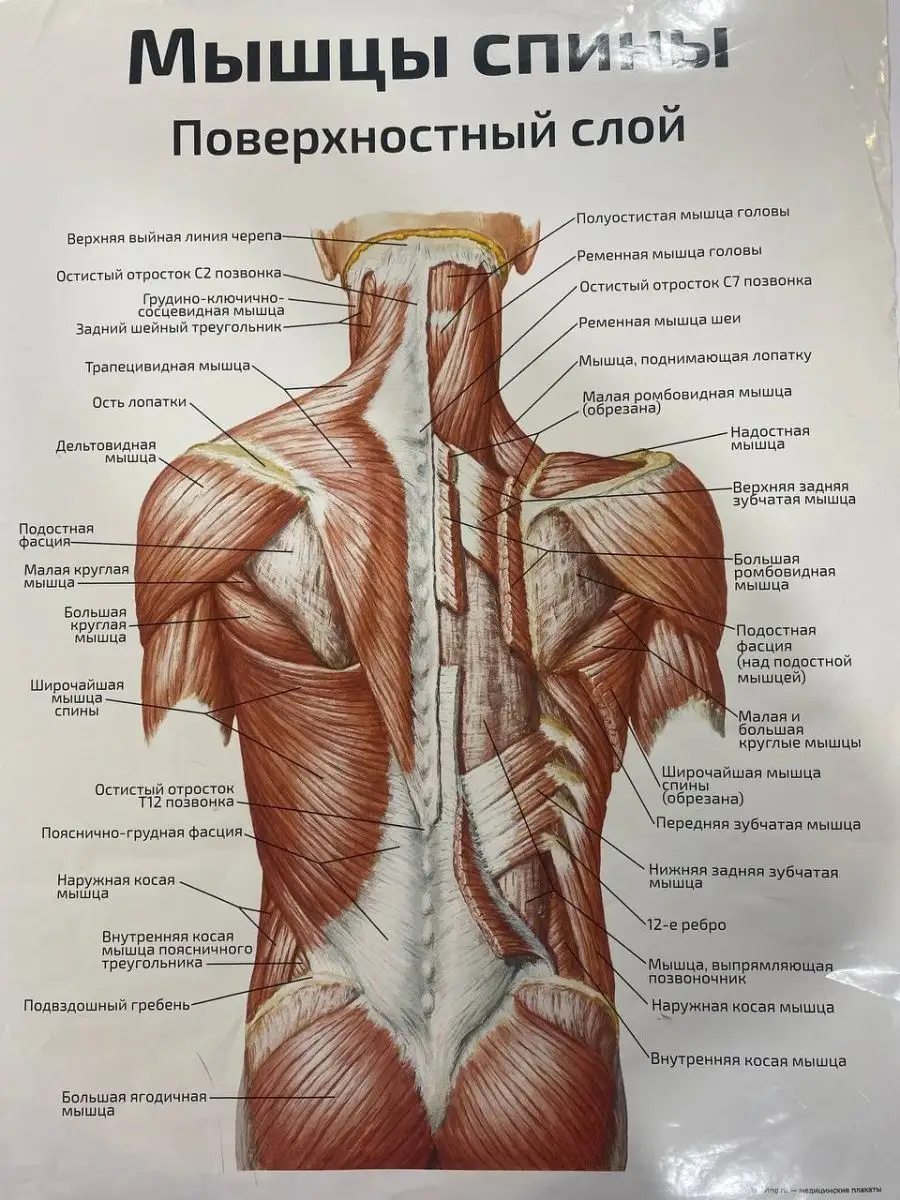 Мышцы спины анатомия - 87 фото