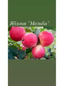 Саженцы яблони посадочный материал 135923289 купить за 681 ₽ в интернет-магазине Wildberries