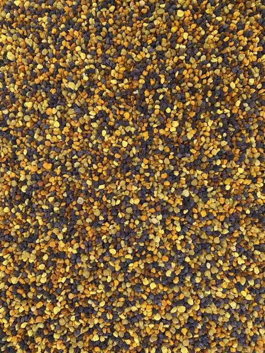 Алтайский мёд село Старобелокуриха Пыльца пчелиная Цветочная Алтайская Витамин А,С,Е,В, вариант, фото 4