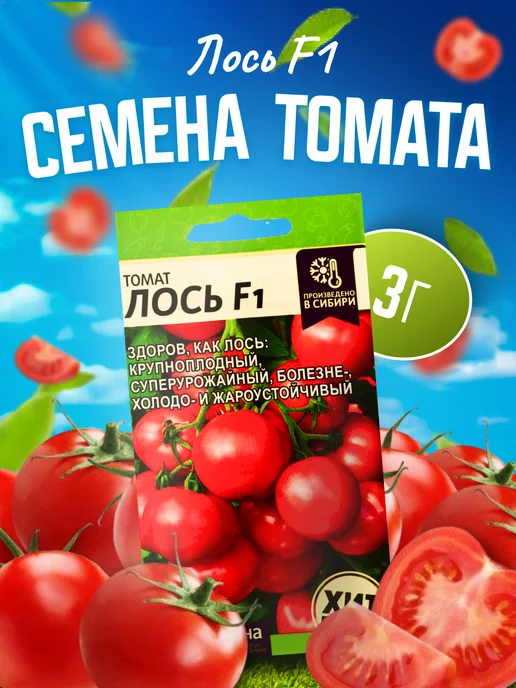 Томат Лось F1 Отзывы Фото