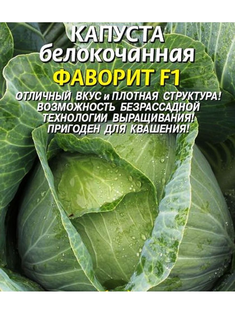 Фаворит содержание. Капуста Стахановка 1513. Капуста Фаворит Гавриш. Сорт капусты Фаворит. Капуста белокочанная Фаворит f1 поиск.