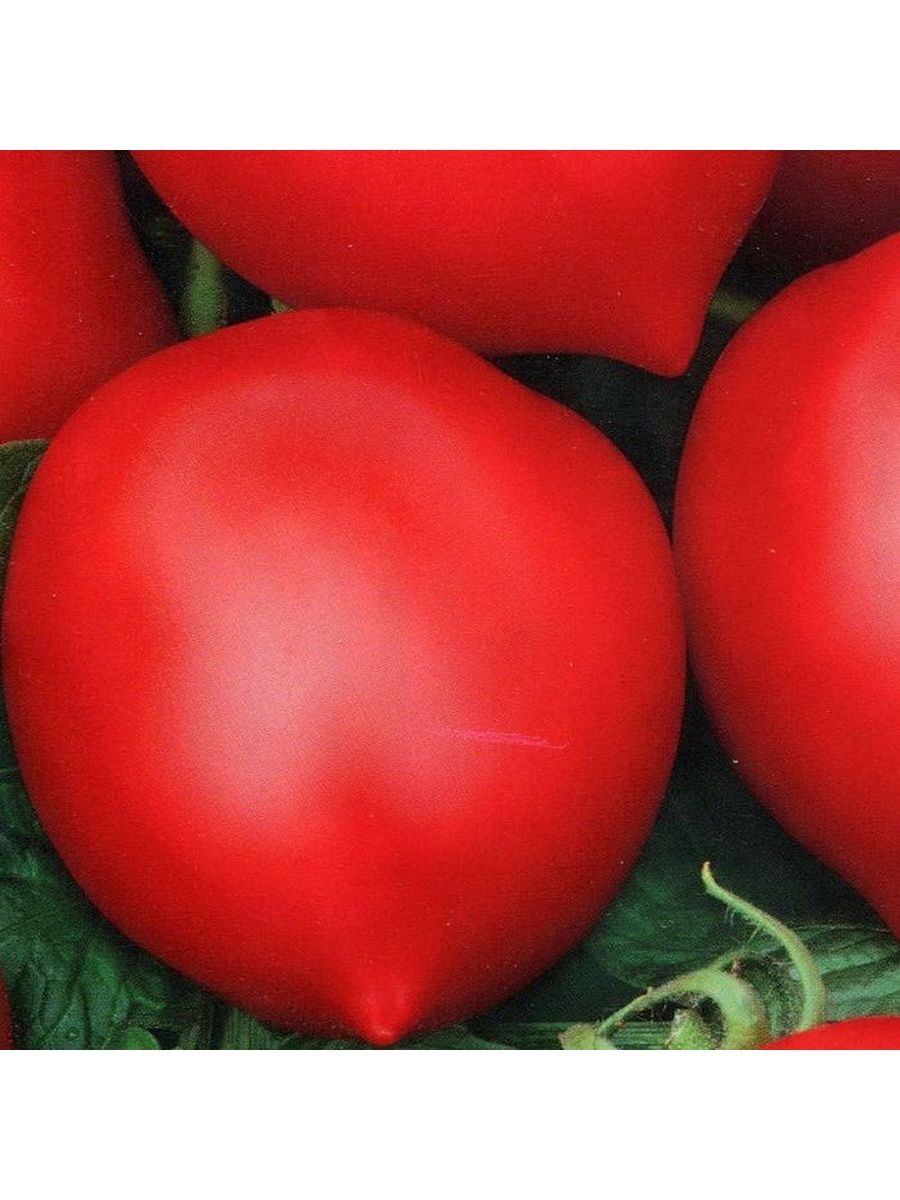Семена томатов название. Томат Хали Гали. Земба томат. Семена помидор Хали Гали. Томат Хали-Гали f1.