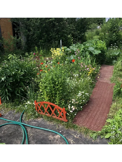 Руккола Садовая дорожка, Тропинка между грядок, красный, фото 3