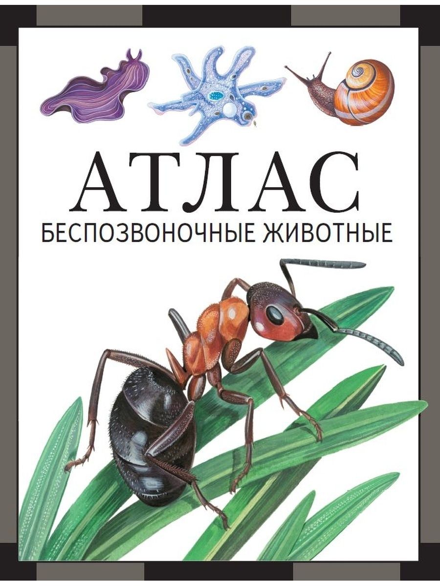 Беспозвоночные животные: атлас МЦНМО 137159348 купить за 1 047 ₽ в  интернет-магазине Wildberries