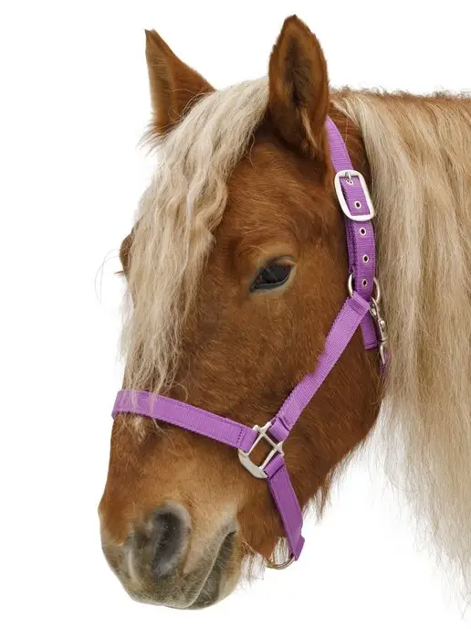 Sweethorse Недоуздок для лошади и пони, фиолетовый, фото 5