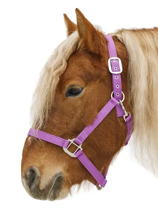 Sweethorse Недоуздок для лошади и пони, фиолетовый, фото 6