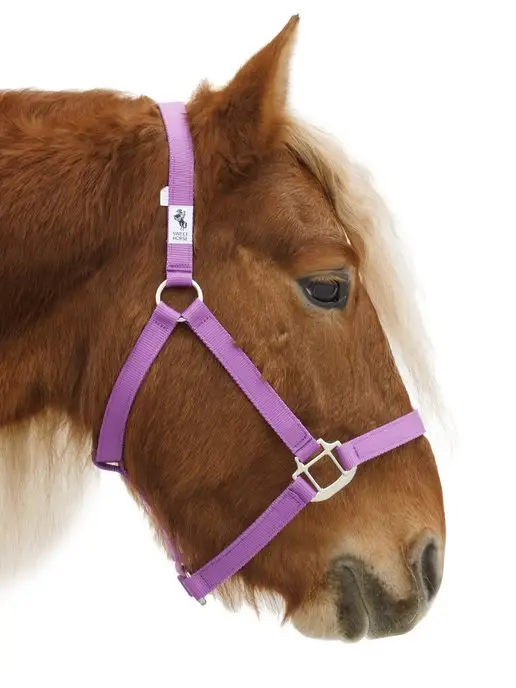 Sweethorse Недоуздок для лошади и пони, фиолетовый, фото 7