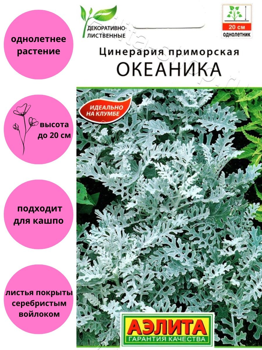 Цинерария Океаника приморская Агрофирма Аэлита 137375690 купить за 114 ₽ в  интернет-магазине Wildberries