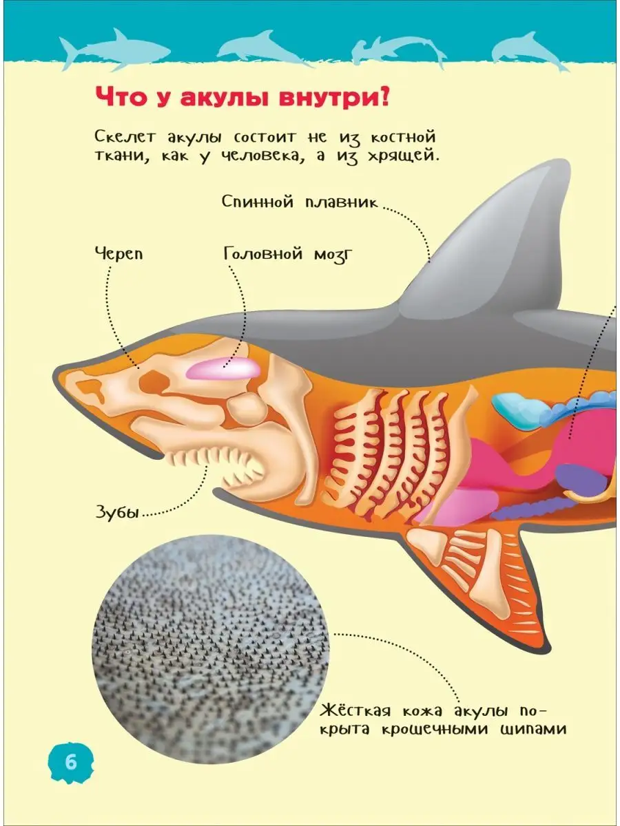 Акулы, киты и дельфины. Энциклопедия для детского сада 5+ РОСМЭН 137604406  купить за 198 ₽ в интернет-магазине Wildberries
