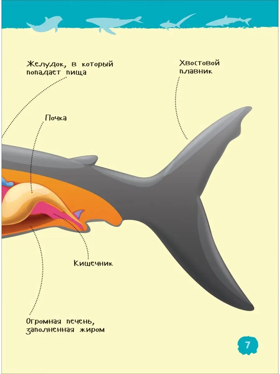 Акулы, киты и дельфины. Энциклопедия для детского сада 5+ РОСМЭН 137604406  купить за 249 ₽ в интернет-магазине Wildberries