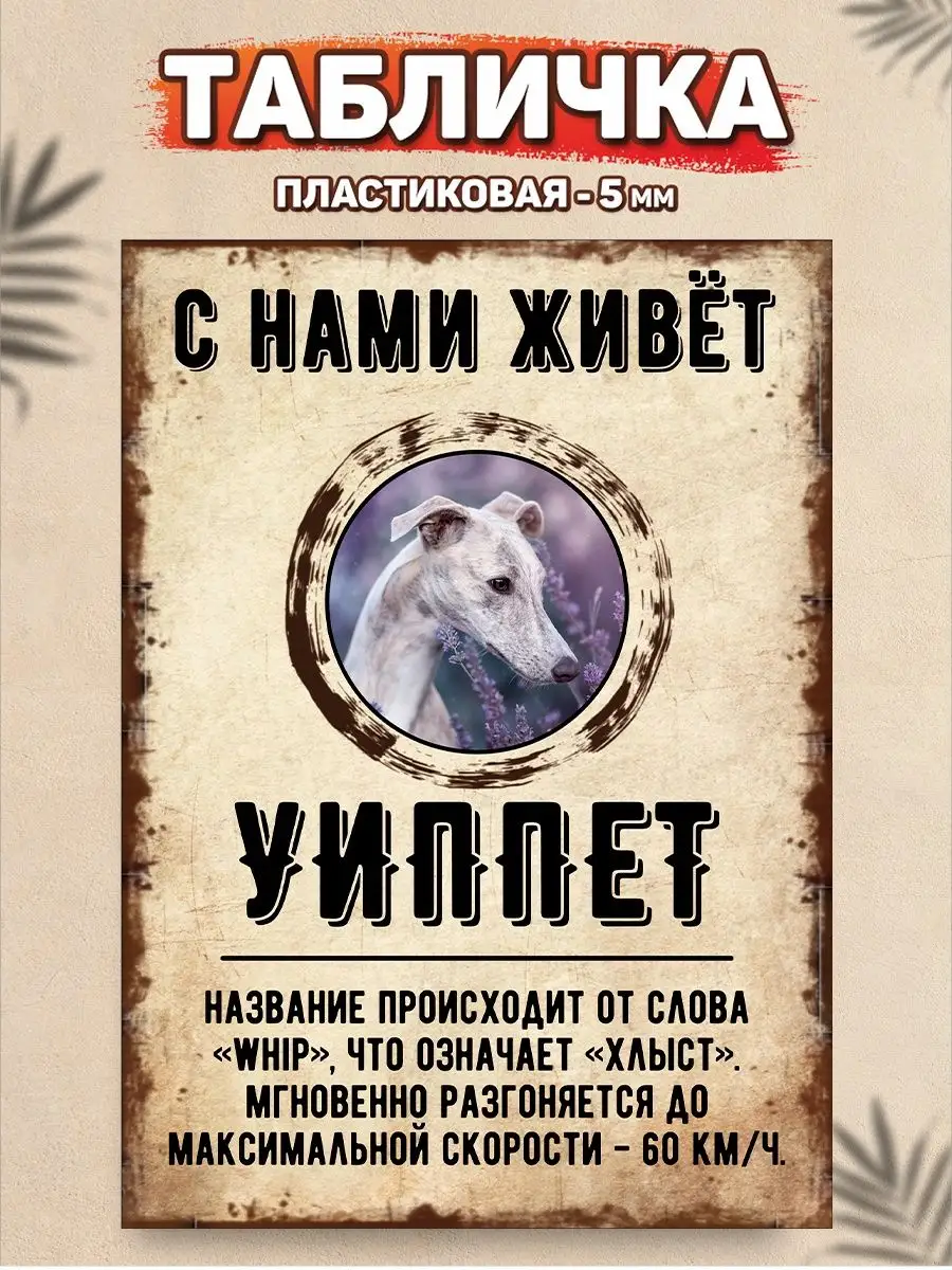 Табличка, Уиппет DANGER DOG осторожно злая собака 137656228 купить за 436 ₽  в интернет-магазине Wildberries