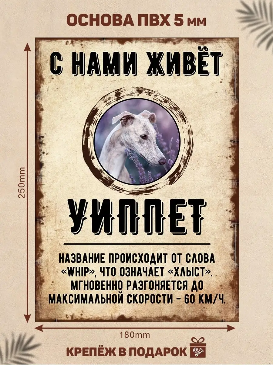 Табличка, Уиппет DANGER DOG осторожно злая собака 137656228 купить за 436 ₽  в интернет-магазине Wildberries