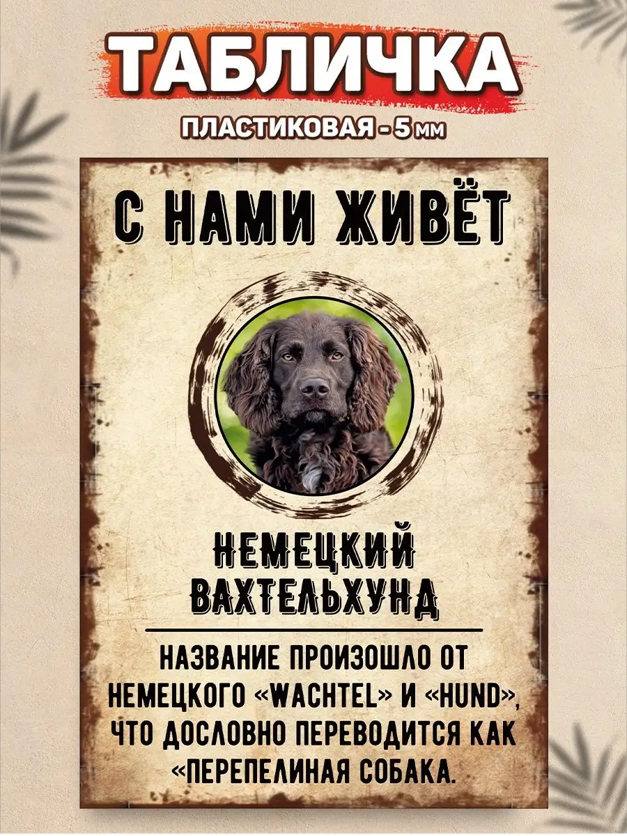 Табличка, Немецкий вахтельхунд DANGER DOG осторожно злая собака 137658508  купить за 426 ₽ в интернет-магазине Wildberries