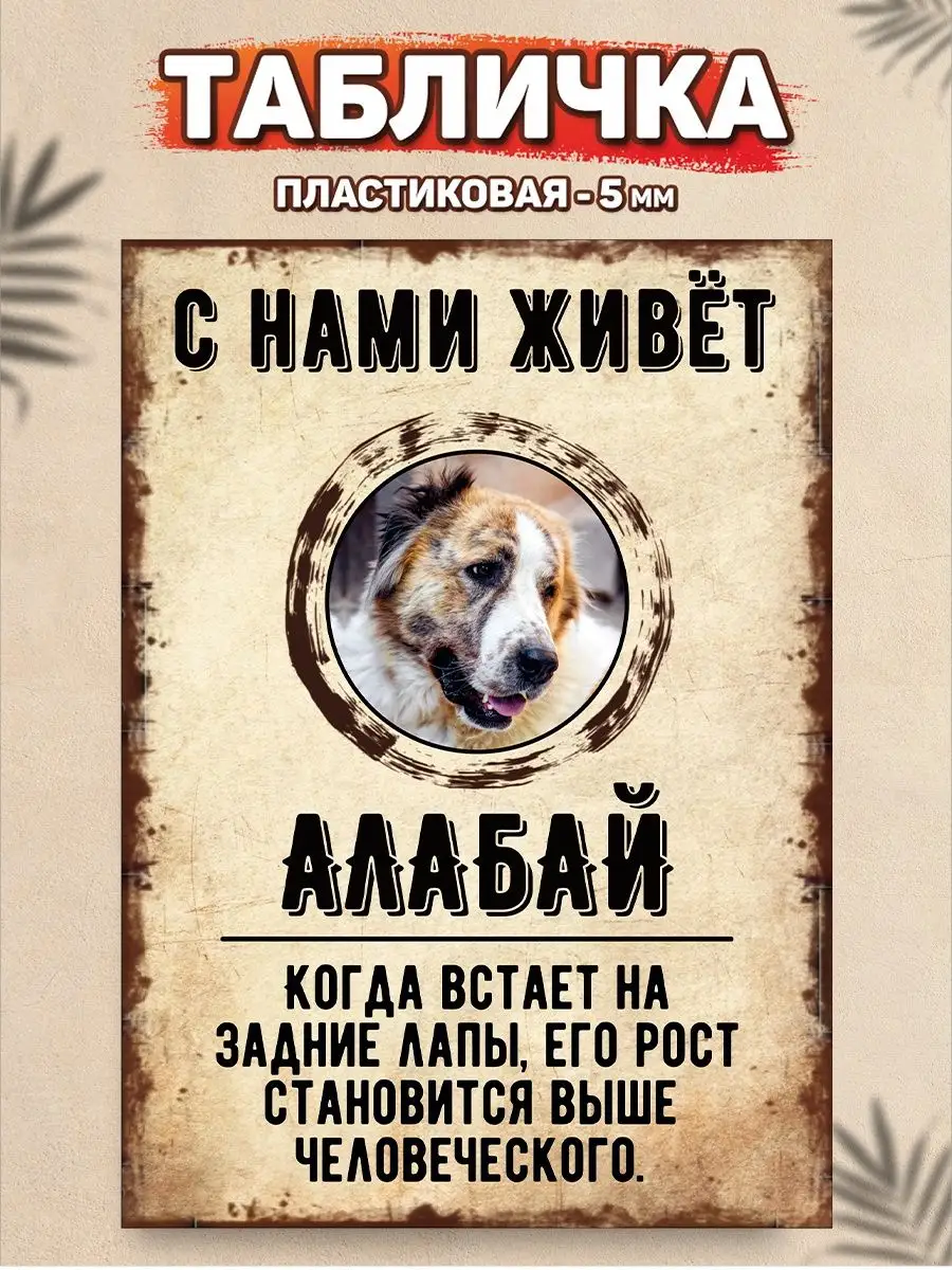 Табличка, Алабай DANGER DOG осторожно злая собака 137658516 купить за 436 ₽  в интернет-магазине Wildberries