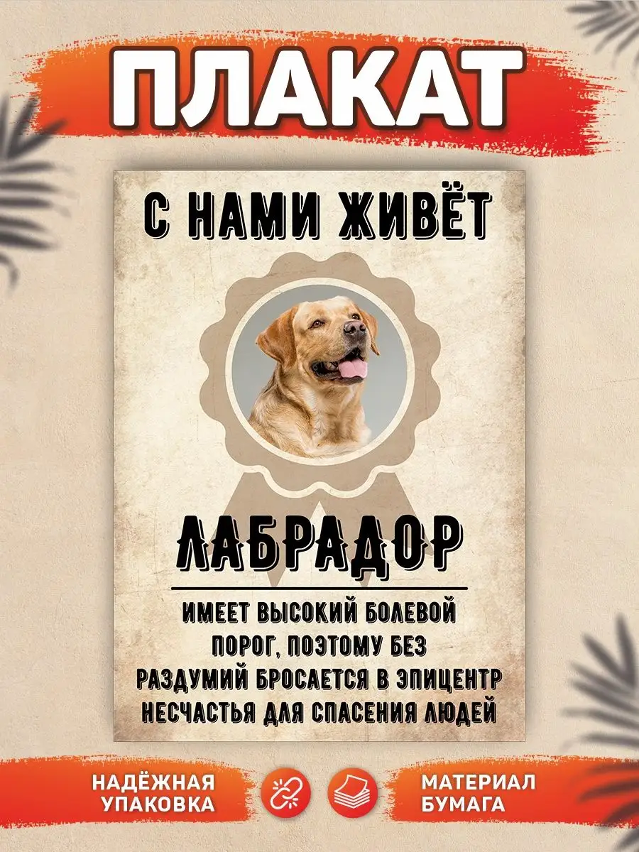 Плакат, С нами живет, Лабрадор DANGER DOG осторожно злая собака 137768975  купить за 336 ₽ в интернет-магазине Wildberries