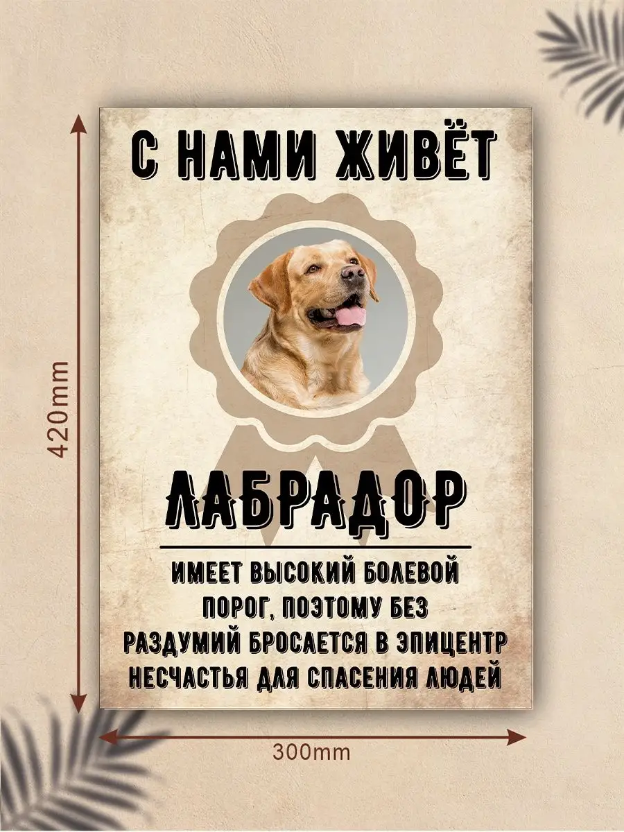 Плакат, С нами живет, Лабрадор DANGER DOG осторожно злая собака 137768975  купить за 336 ₽ в интернет-магазине Wildberries