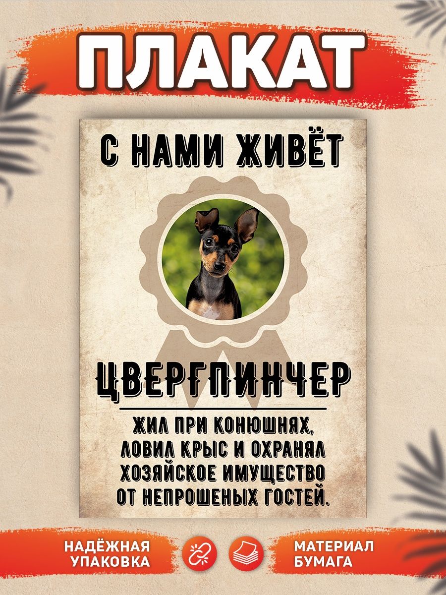 Плакат, Цвергпинчер DANGER DOG осторожно злая собака 137773564 купить за  440 ₽ в интернет-магазине Wildberries