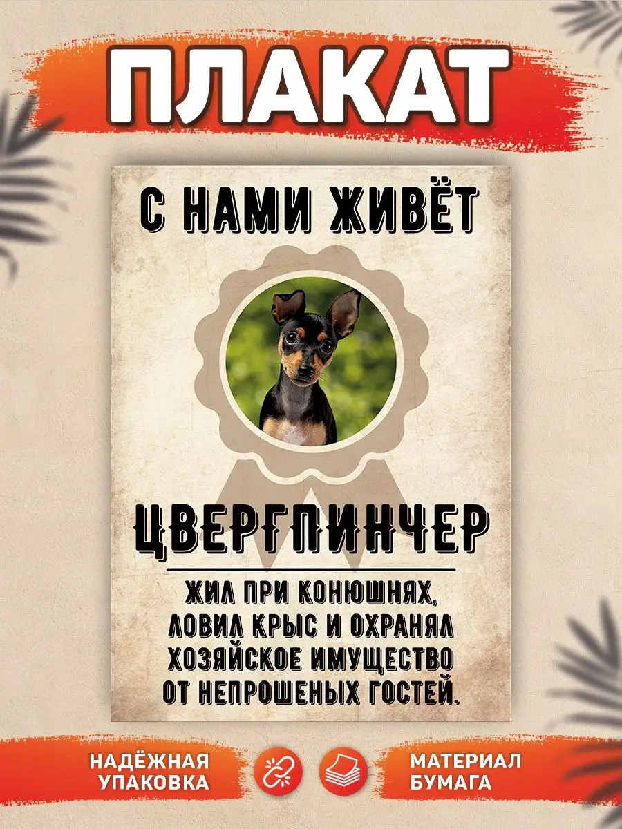 Плакат, Цвергпинчер DANGER DOG осторожно злая собака 137773564 купить за  445 ₽ в интернет-магазине Wildberries