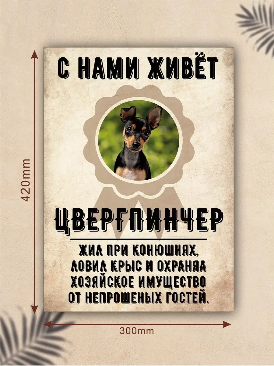 Плакат, Цвергпинчер DANGER DOG осторожно злая собака 137773564 купить за  445 ₽ в интернет-магазине Wildberries