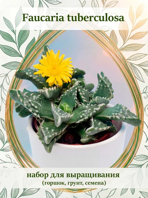 Стильные горшочки Faucaria tuberculosa (набор для выращивания), вариант