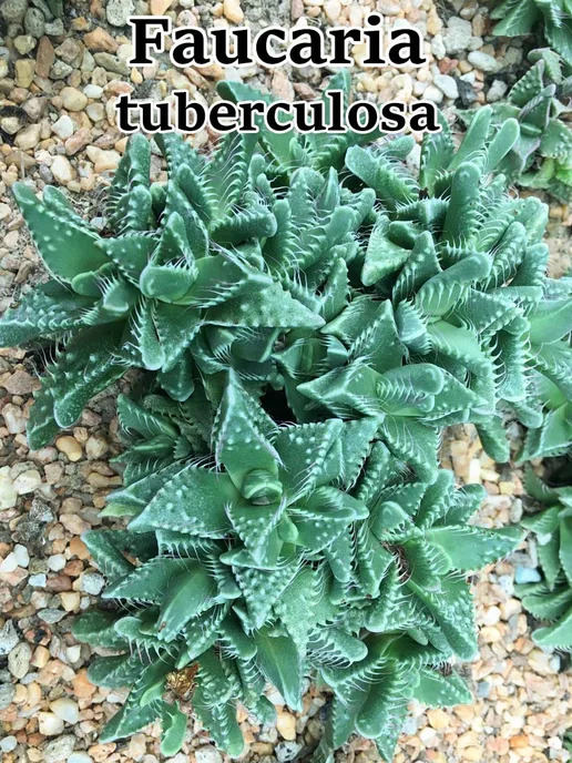 Стильные горшочки Faucaria tuberculosa (набор для выращивания), вариант, фото 2