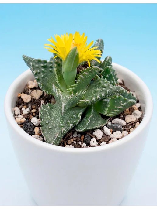 Стильные горшочки Faucaria tuberculosa (набор для выращивания), вариант, фото 3