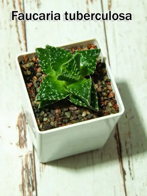 Стильные горшочки Faucaria tuberculosa (набор для выращивания), вариант, фото 4