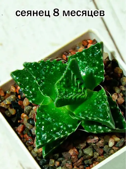 Стильные горшочки Faucaria tuberculosa (набор для выращивания), вариант, фото 5