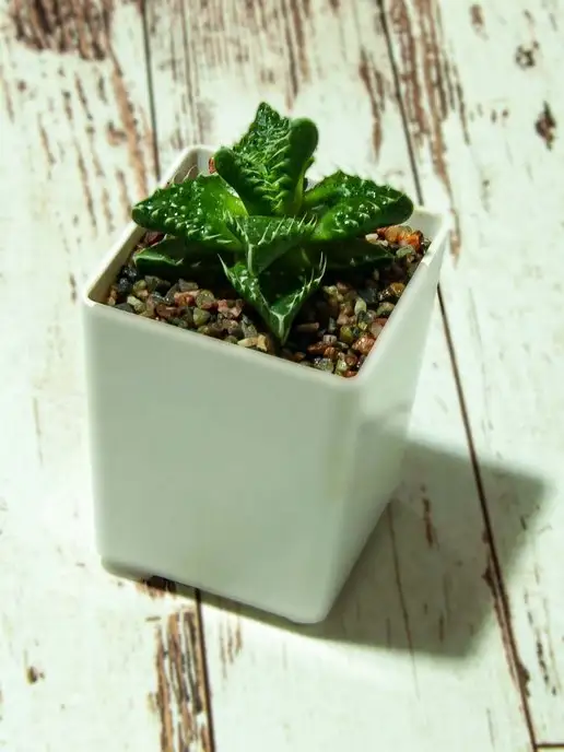 Стильные горшочки Faucaria tuberculosa (набор для выращивания), вариант, фото 6