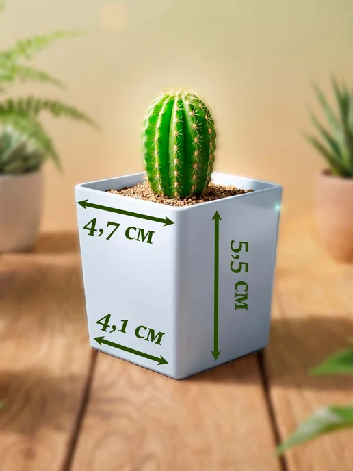 Стильные горшочки Faucaria tuberculosa (набор для выращивания), вариант, фото 8