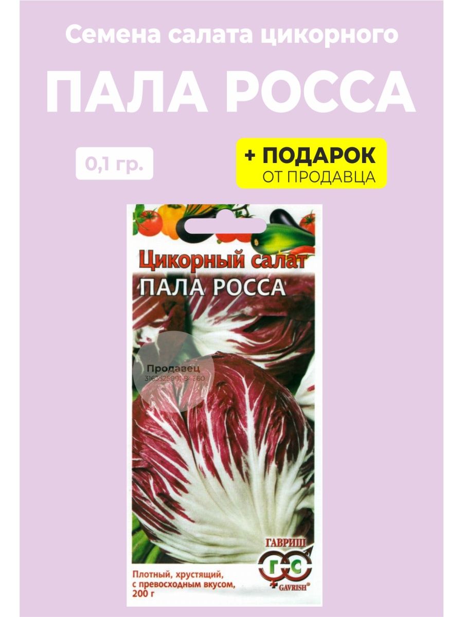 Цикорный салат выращивание из семян. Цикорный пала Росса. Салат цикорный пала Росса. Салат цикорный семена. Салат цикорный диетический.