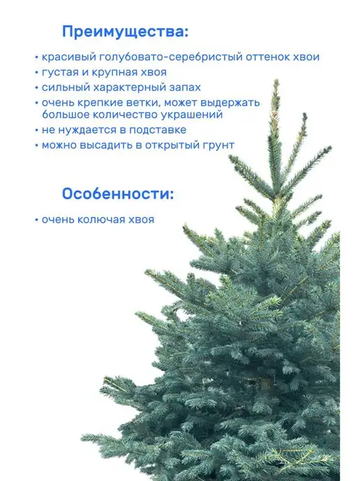 Elki-Eli Ель Голубая, живая новогодняя елка в горшке, 40-60 см, голубой, ель голубая, фото 2