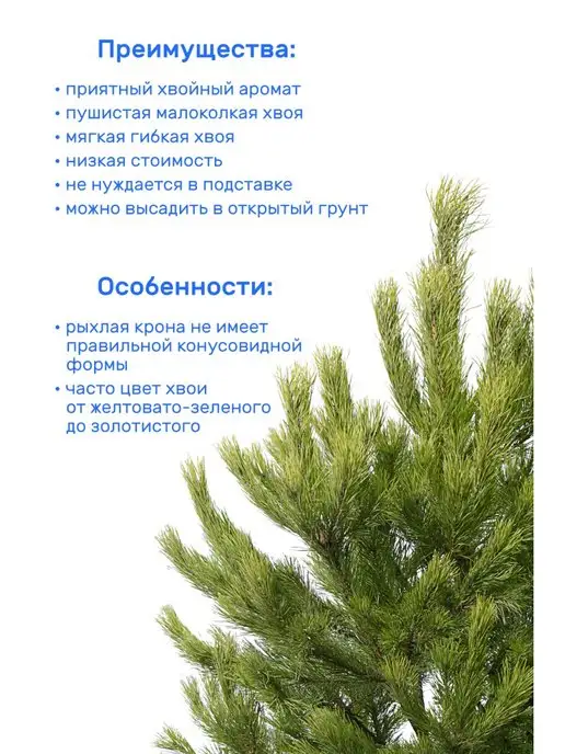 Elki-Eli Сосна Русская, живая новогодняя елка в горшке, 80-100 см, желтый, фото 2
