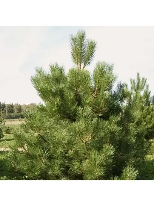 Elki-Eli Сосна Русская, живая новогодняя елка в горшке, 80-100 см, желтый, фото 3
