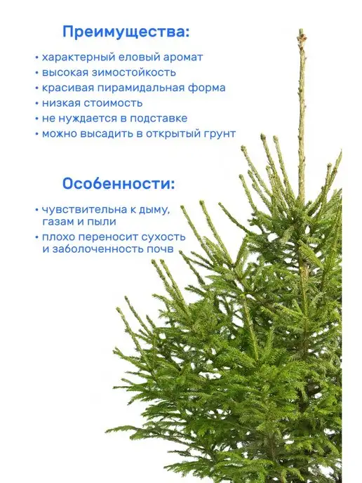 Elki-Eli Ель Русская, живая новогодняя елка в горшке, 80-100 см, вариант, фото 2