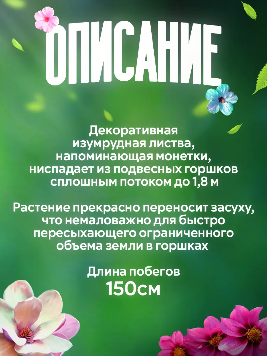 Семена цветов Дихондра 